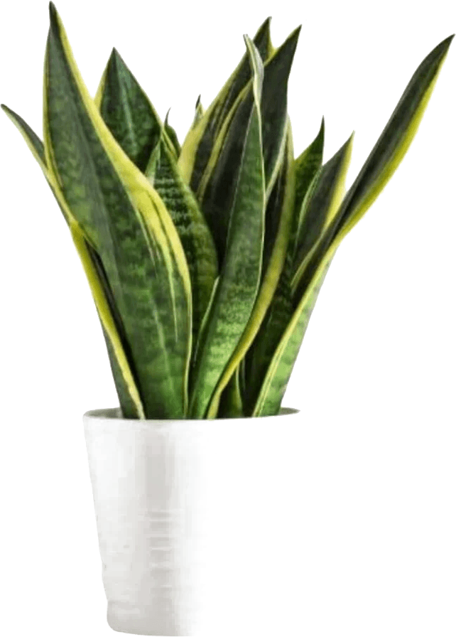 Snake plant